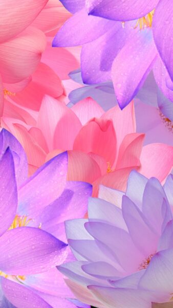 Hình nền hoa sen cho iPhone hồng tím