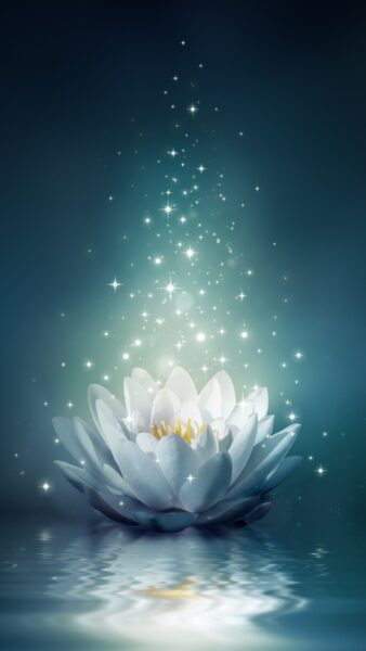 Hình nền hoa sen cho iPhone màu trắng