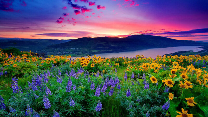 Hình nền phong cảnh hoa