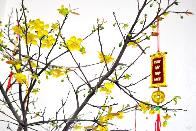 hình tết đẹp - cành hoa mai ngày tết