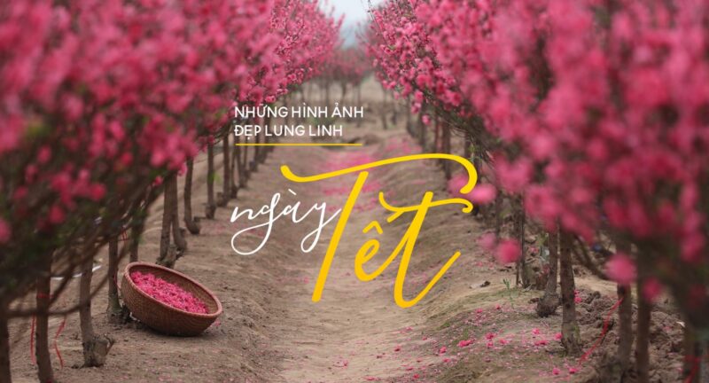 hình tết đẹp - hoa đào ngày tết đẹp lung linh