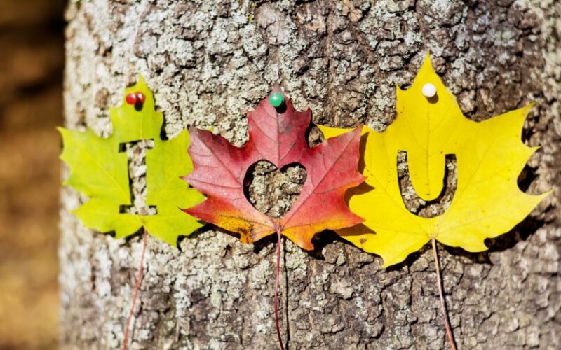 Hình tỏ tình bằng lá