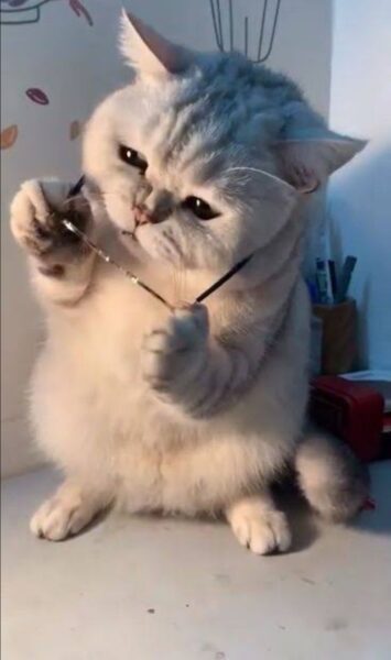 Những hình ảnh ngộ nghĩnh hài hước