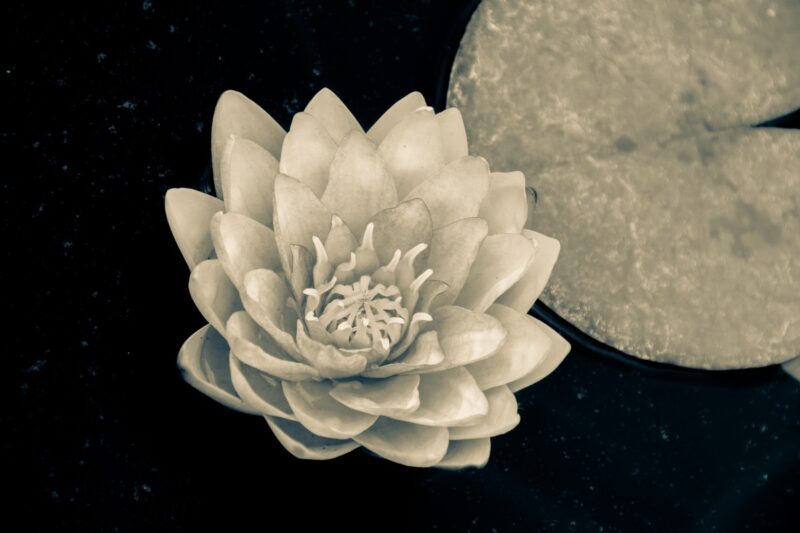 Ảnh avatar tang lễ hoa sen