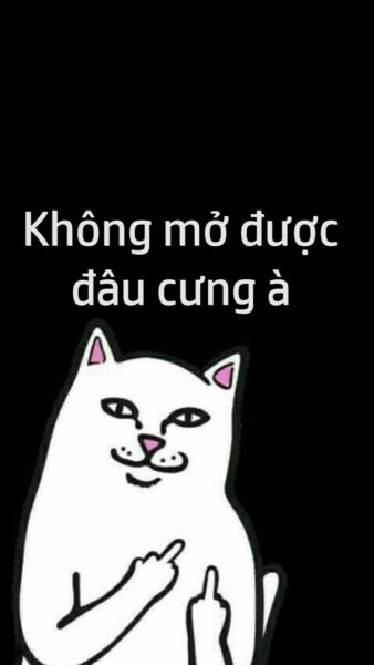 Ảnh bỏ điện thoại tao xuống mèo đẹp