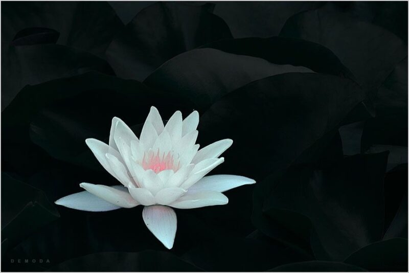 Ảnh buồn đám tang