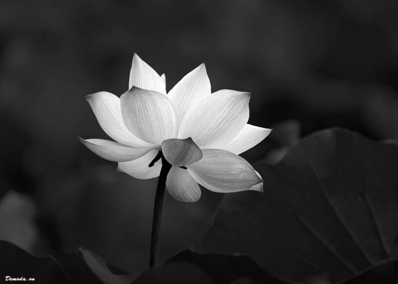 Ảnh buồn đám tang hoa Sen trắng đẹp