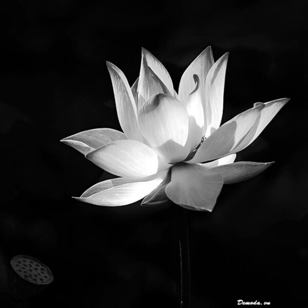 Ảnh buồn đám tang hoa Sen trắng nền đen