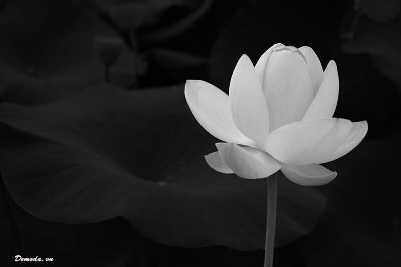 Ảnh buồn đám tang ý nghĩa