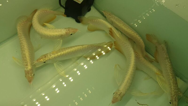 ảnh cá rồng bạch long trong hồ