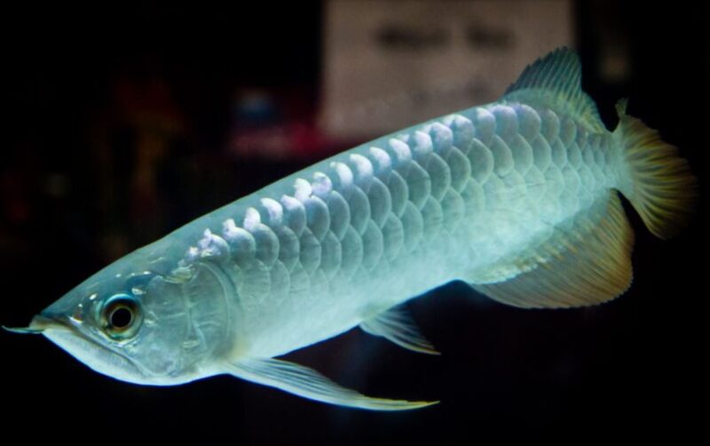 ảnh cá rồng bạch long tuyệt đẹp