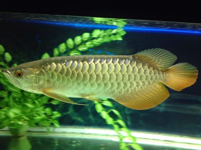 ảnh cá rồng bên cây trang trí bể