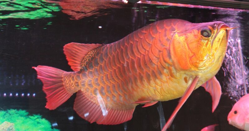 ảnh cá rồng đầu lớn