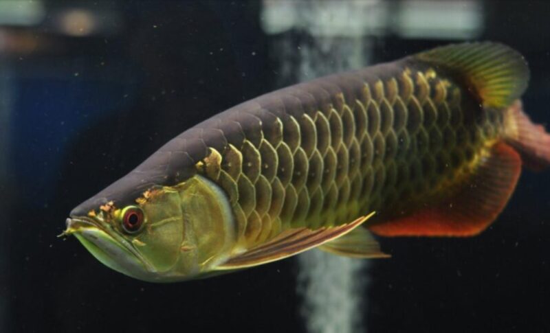 ảnh cá rồng hung dữ