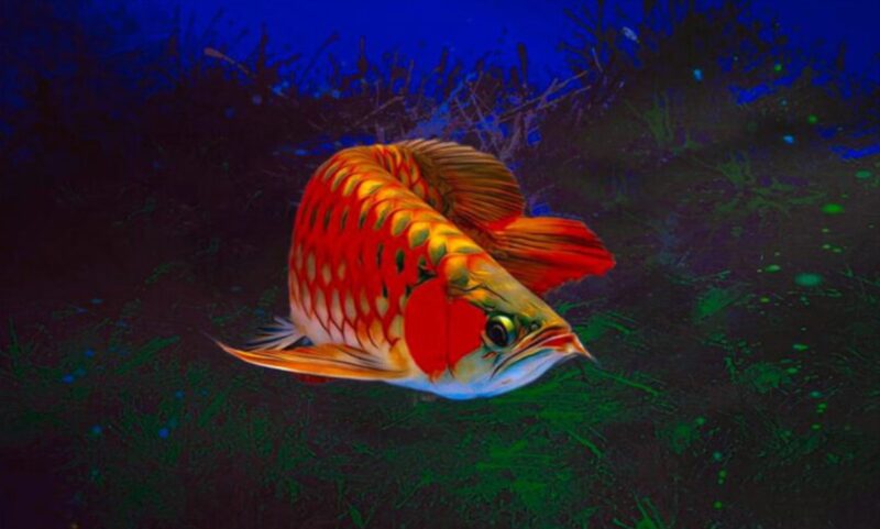 ảnh cá rồng huyết long bơi uốn lượn