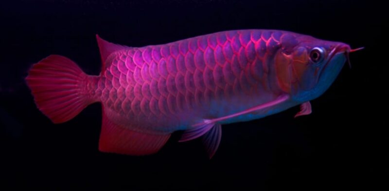 ảnh cá rồng huyết long đỏ tím
