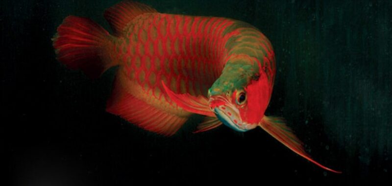 ảnh cá rồng huyết long đung đưa trong nước