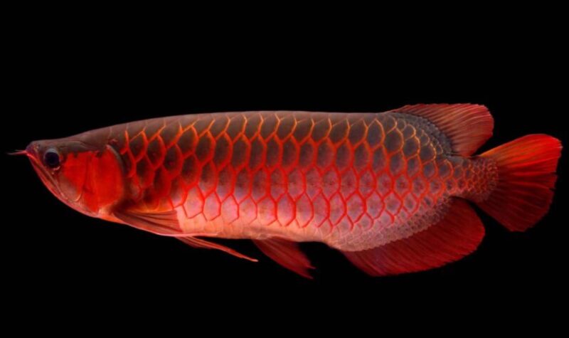 ảnh cá rồng huyết long màu đỏ thuần