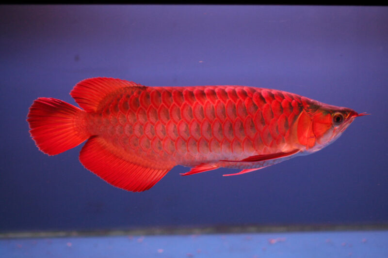 ảnh cá rồng huyết long rực rỡ