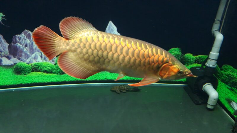 ảnh cá rồng lớn giá trị lớn