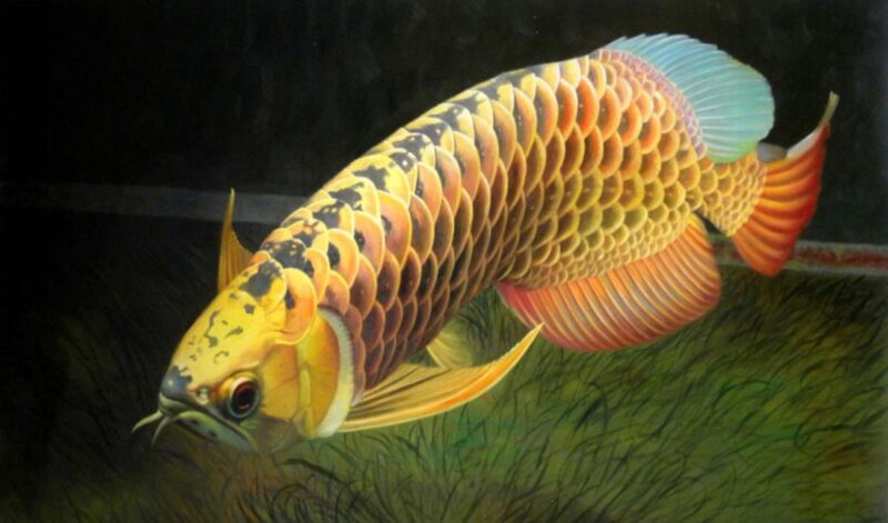 ảnh cá rồng lưng viền đen