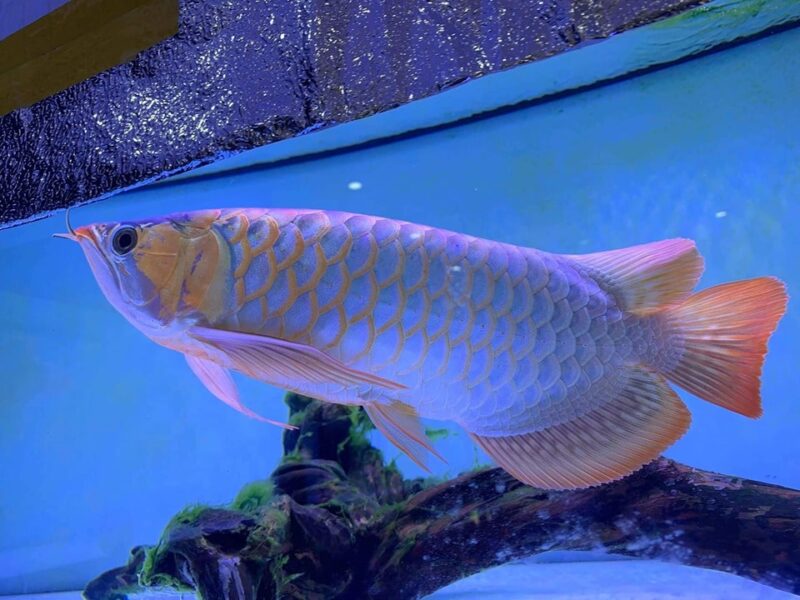 ảnh cá rồng người trắng vây cam