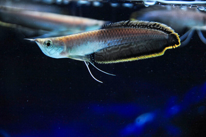 ảnh cá rồng nhỏ vây trong suốt