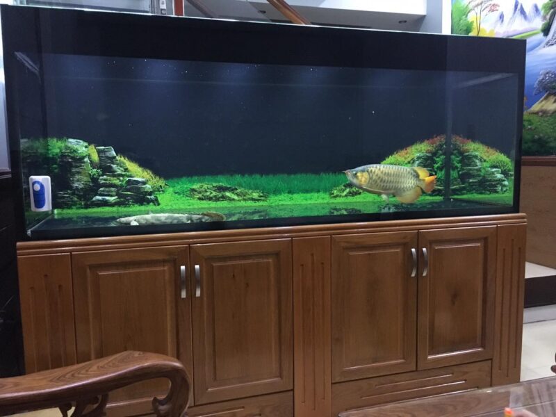 ảnh cá rồng trong bể cá