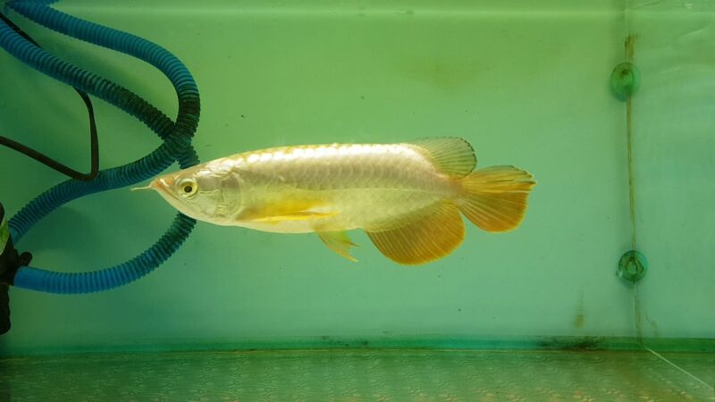 ảnh cá rồng vàng trong bể