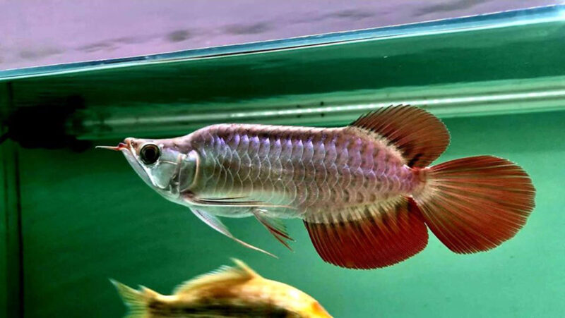 ảnh cá rồng vây cánh quạt