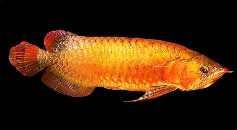 ảnh cá rồng vây phát sáng cam