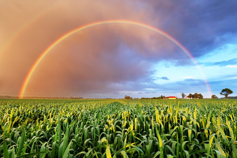 Rainbow over wheat field, nature landscape