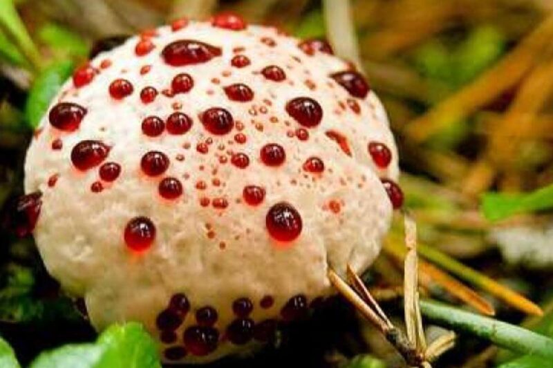 ảnh cây nấm cực độc