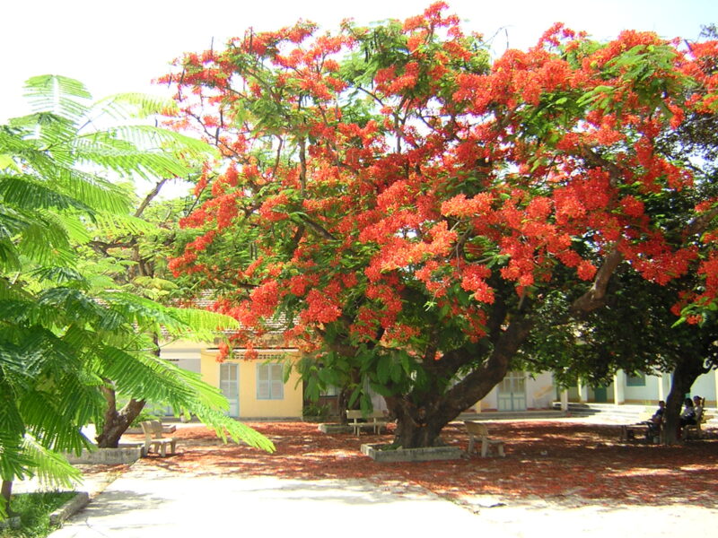 Ảnh Cây Phượng đẹp trong sân trường