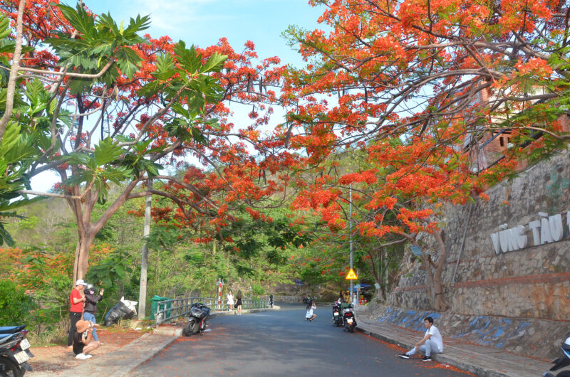 Ảnh Cây Phượng mùa hè