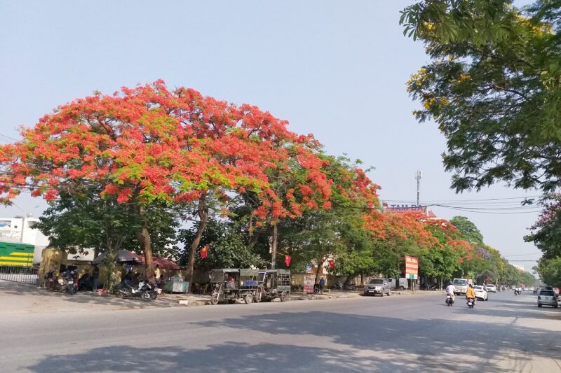 Ảnh Cây Phượng nở hoa rực rỡ