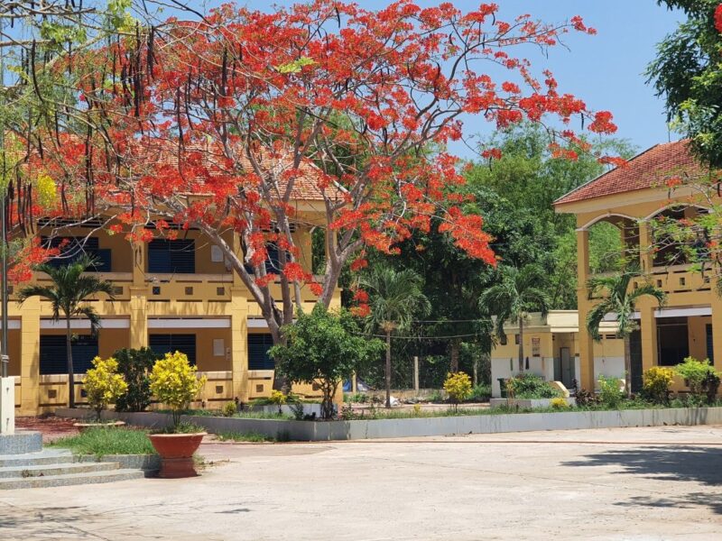 Ảnh Cây Phượng ở sân trường