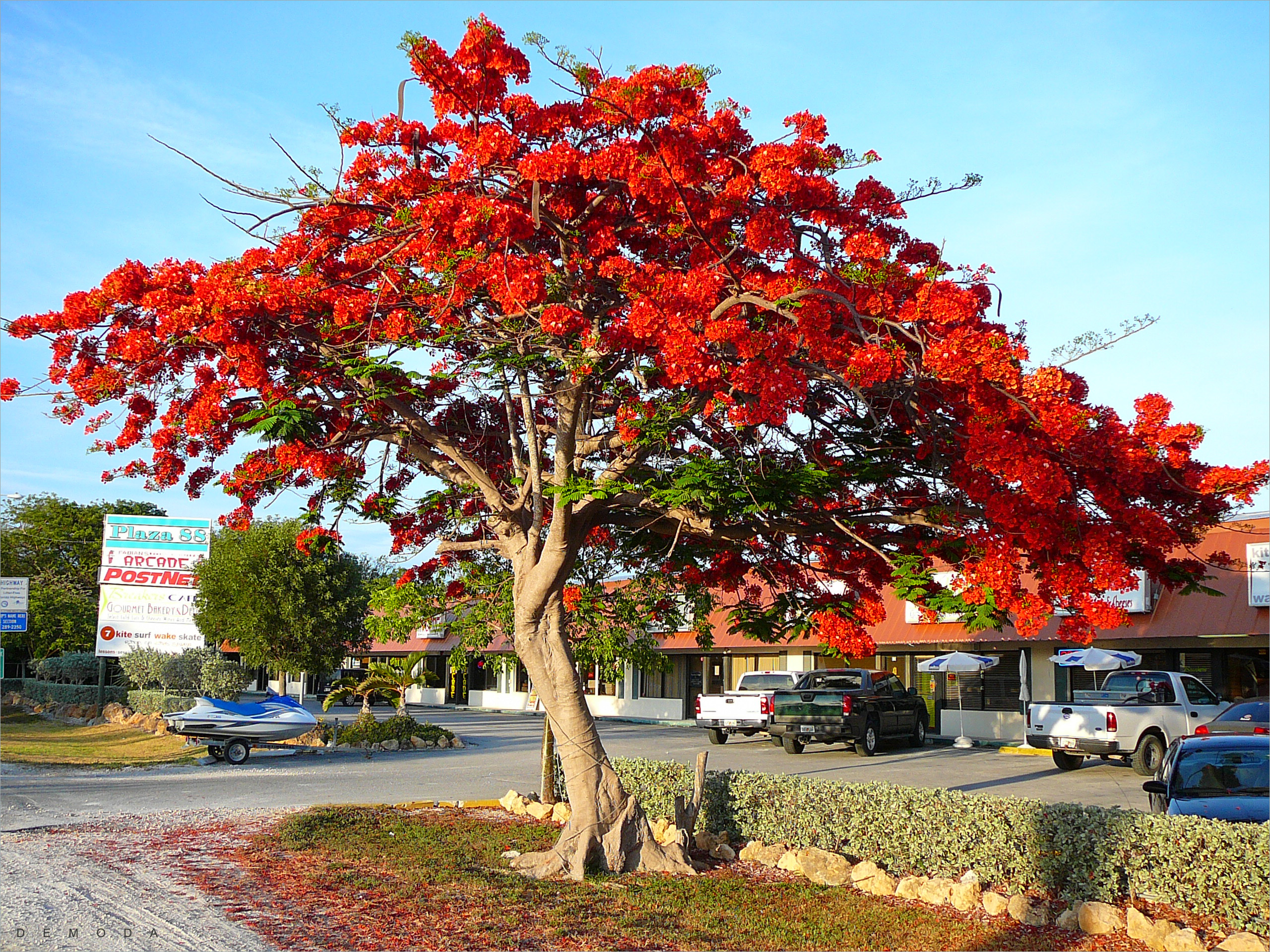 Hình ảnh cây phượng đỏ thắm báo hiệu mùa hè đến tuyệt đẹp