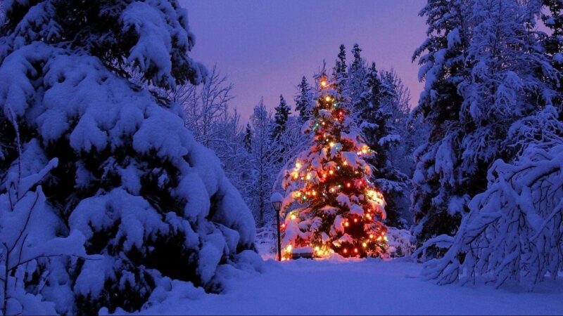Hình ảnh cây thông Noel đứng một mình trong rừng tuyết