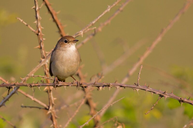 ảnh chim họa mi bầu bĩnh