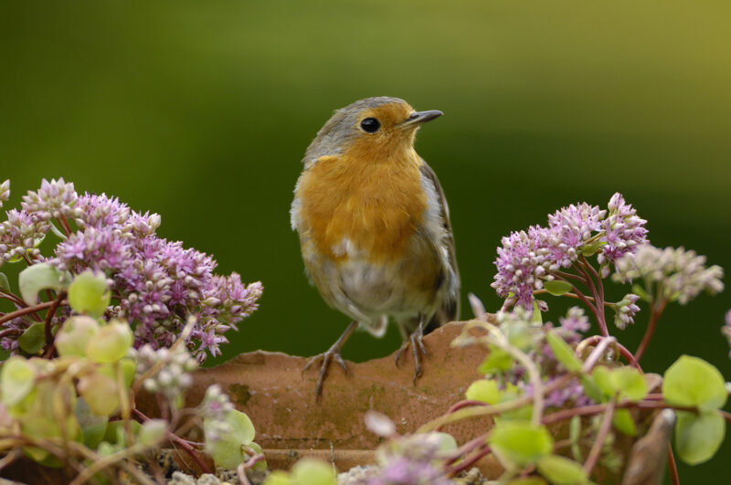 ảnh chim họa mi bên bông hoa tím