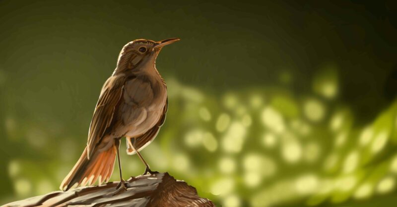 ảnh chim họa mi bình yên nhất