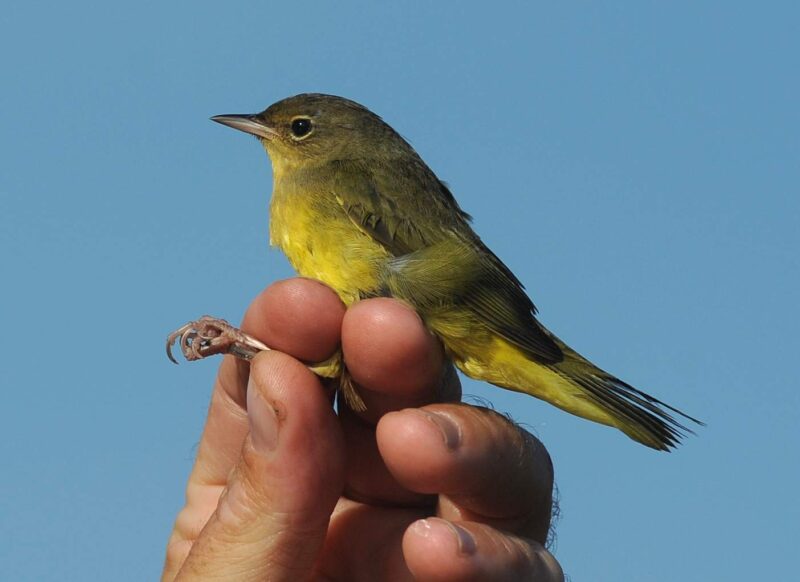 ảnh chim họa mi con