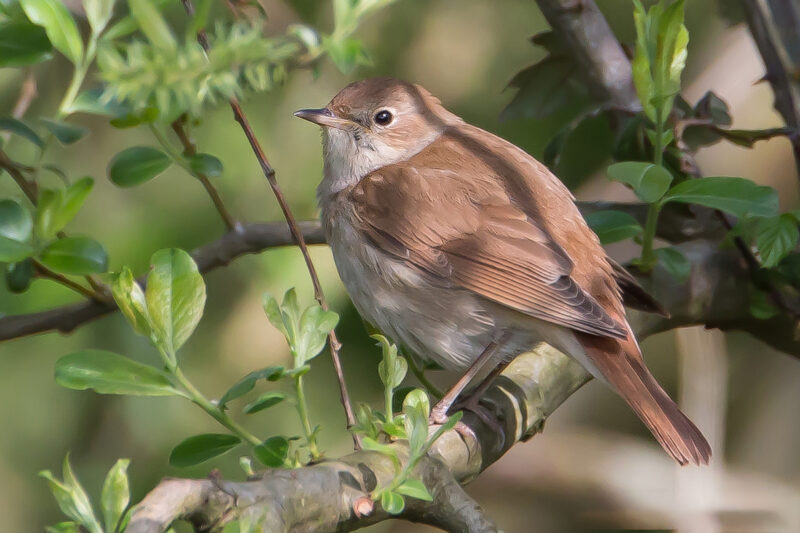 ảnh chim họa mi dễ thương nhất