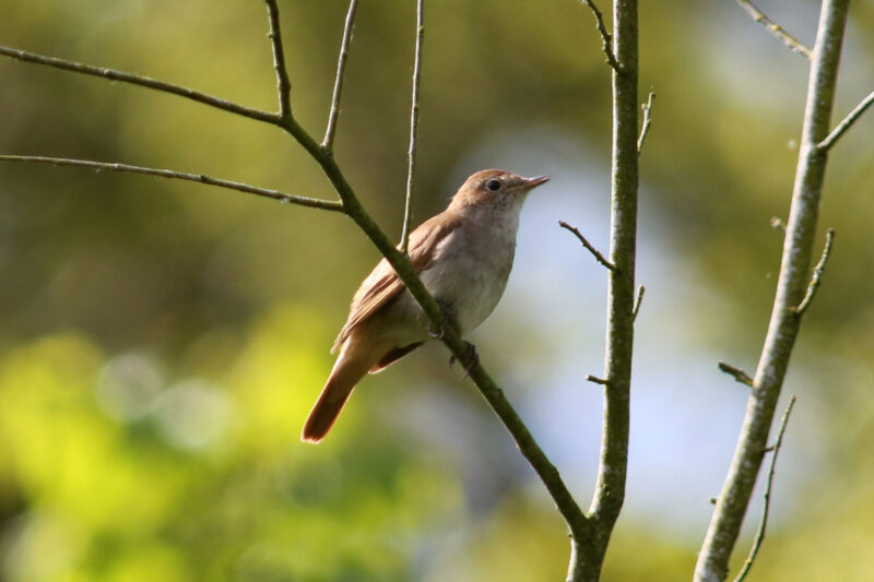 ảnh chim họa mi đứng yên một chỗ