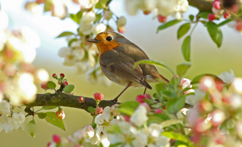 ảnh chim họa mi hòa mình vào muôn hoa