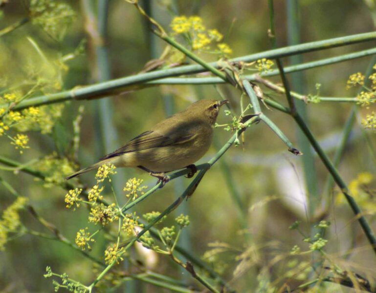 ảnh chim họa mi màu xanh rêu