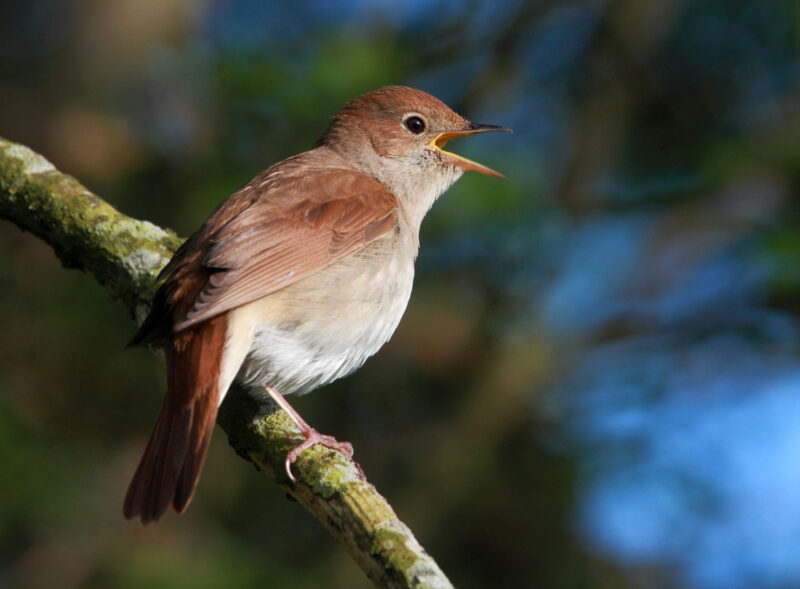 ảnh chim họa mi nâu đỏ