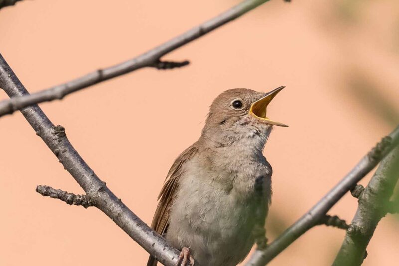 ảnh chim họa mi sinh động nhất