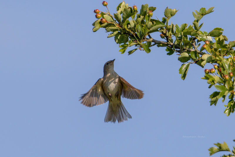 ảnh chim họa mi tung cánh bắt mồi
